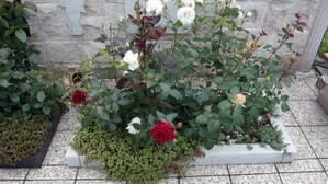 Розы на могиле